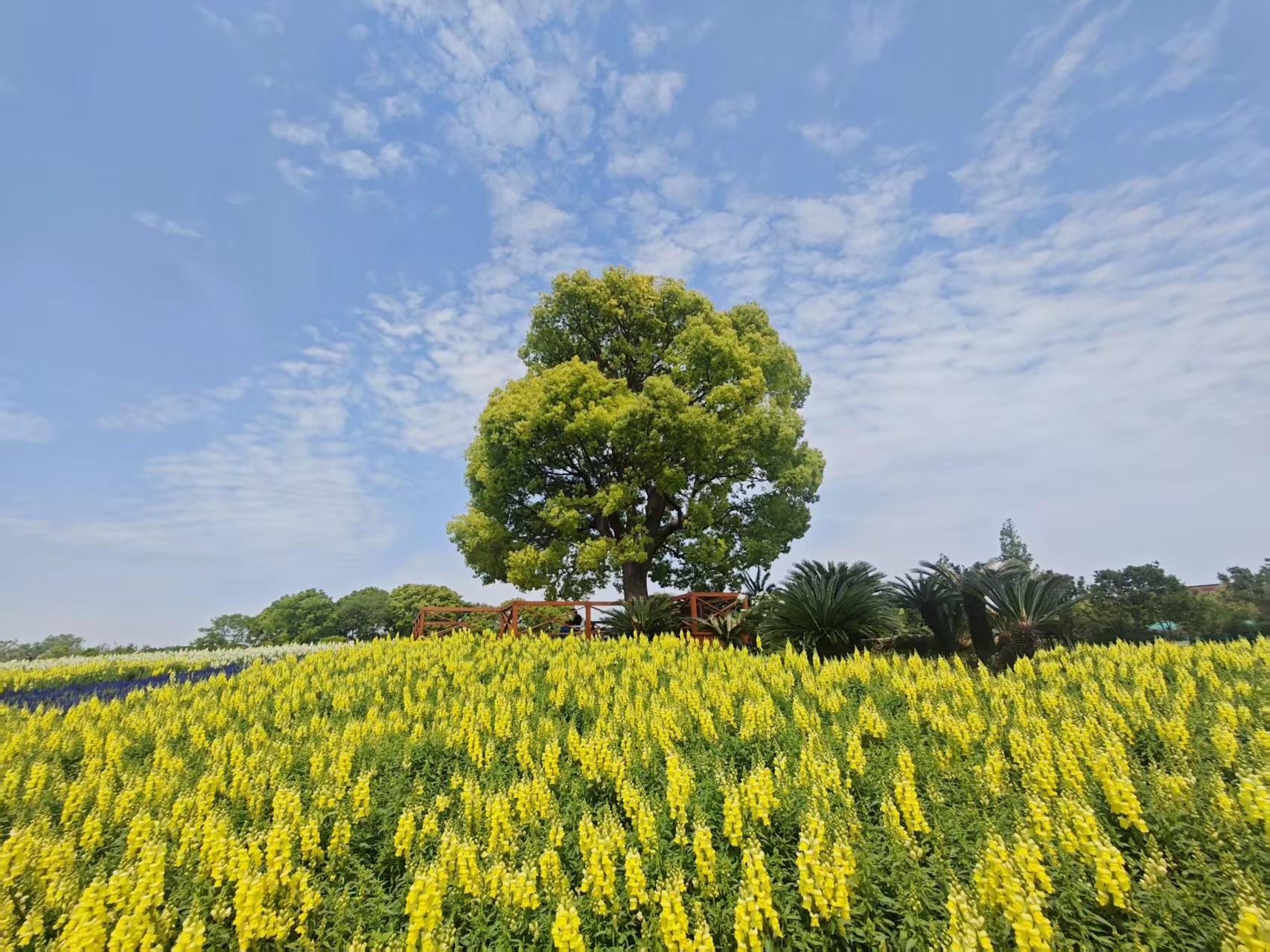 上海临港新片区风光